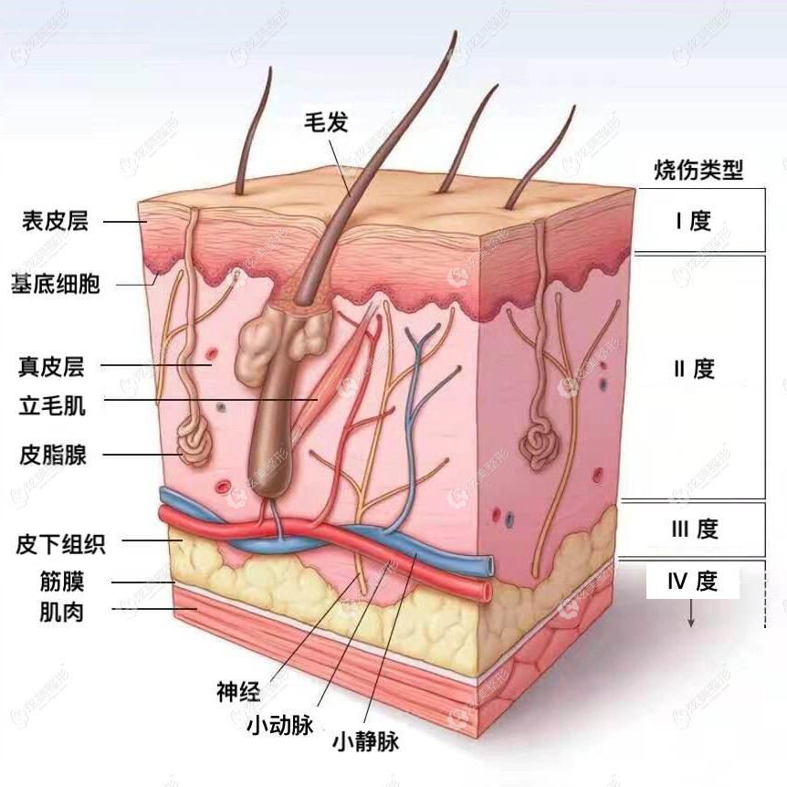 皮肤层次筋膜层图片